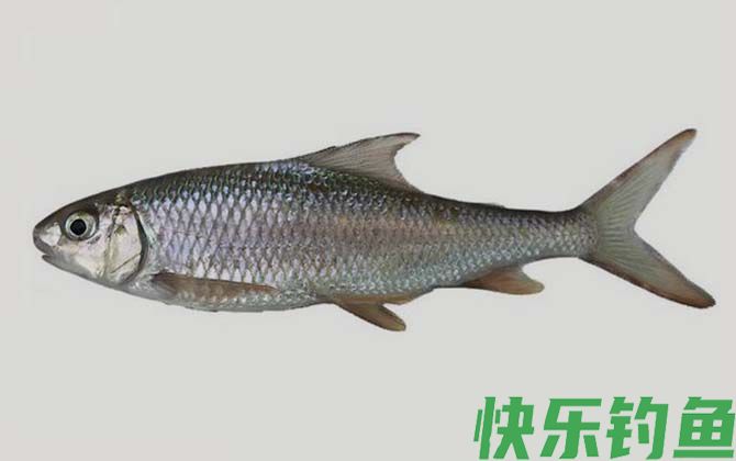 国家二级保护鱼类名称及图片大全(图27)