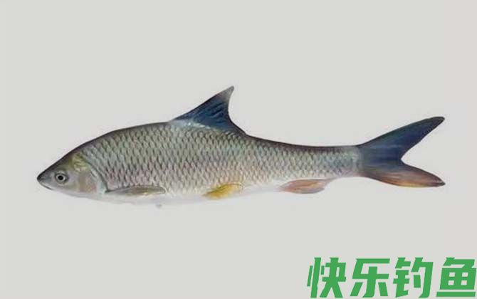 国家二级保护鱼类名称及图片大全(图26)