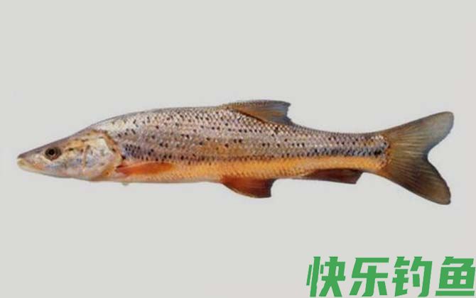 国家二级保护鱼类名称及图片大全(图29)