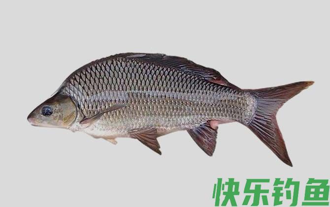 国家二级保护鱼类名称及图片大全(图48)
