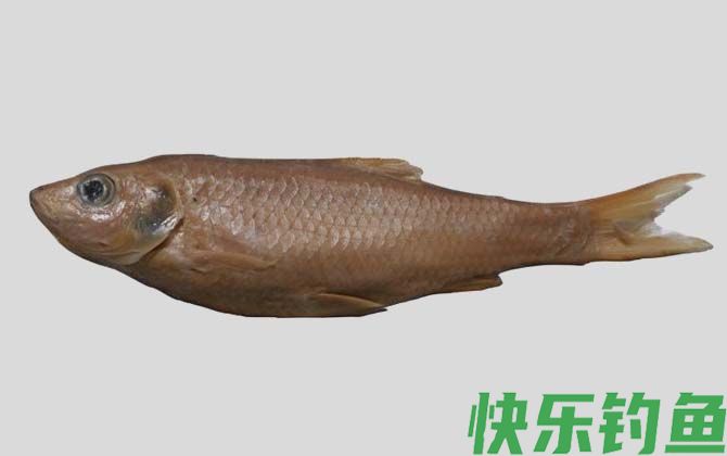 国家二级保护鱼类名称及图片大全(图47)
