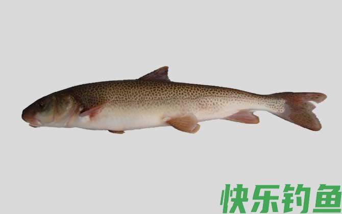 国家二级保护鱼类名称及图片大全(图42)
