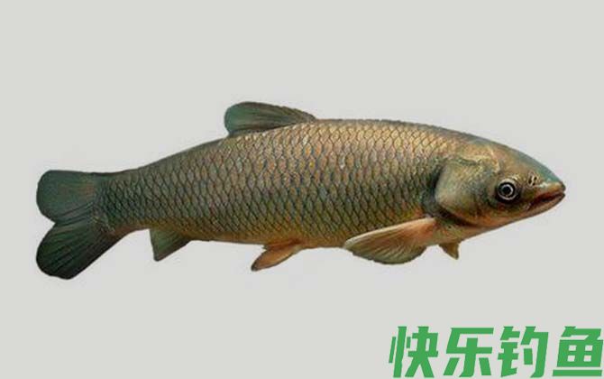 国家二级保护鱼类名称及图片大全(图45)