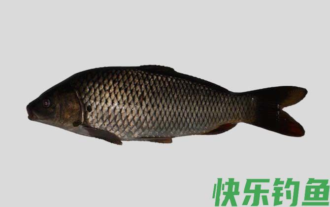国家二级保护鱼类名称及图片大全(图46)