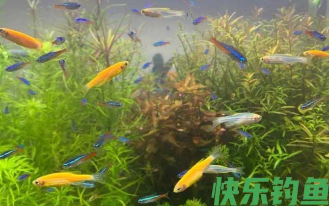 斑马鱼怎么分公母(图2)