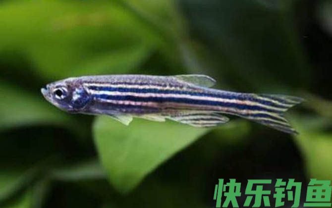 斑马鱼怎么分公母(图1)