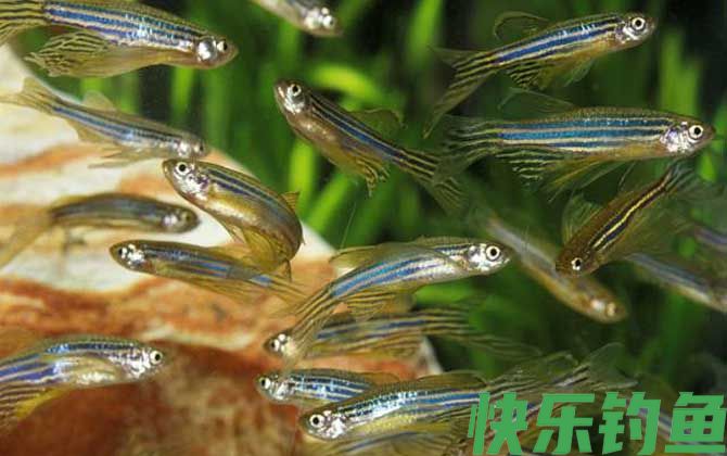 斑马鱼怎么分公母(图4)