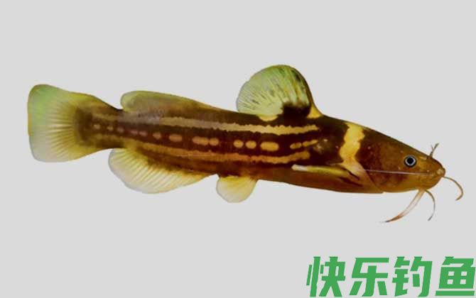 三线拟鲿是什么鱼(图1)