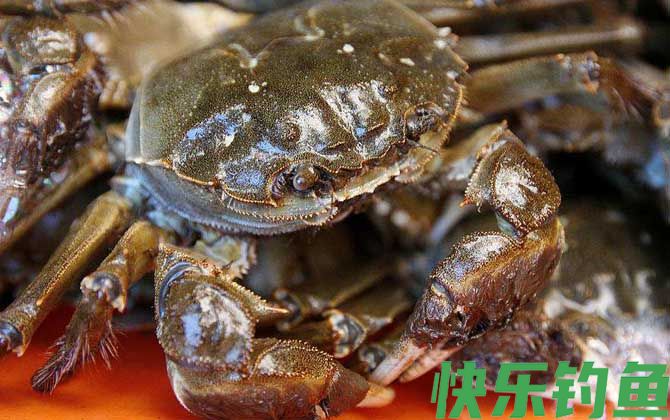 螃蟹死了多久不能吃了(图2)