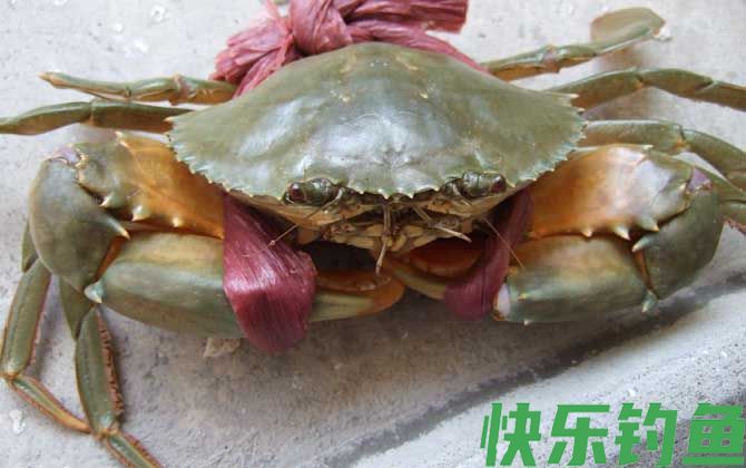 螃蟹死了多久不能吃了(图1)