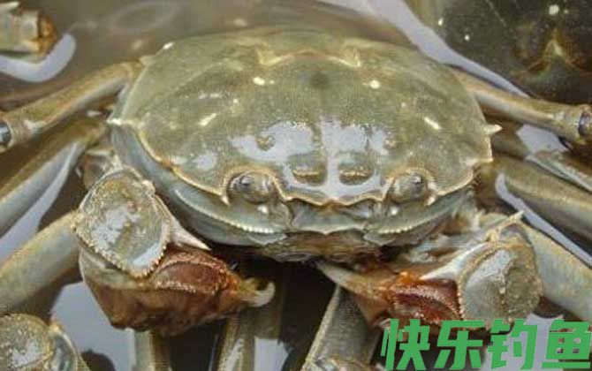 螃蟹死了多久不能吃了(图4)