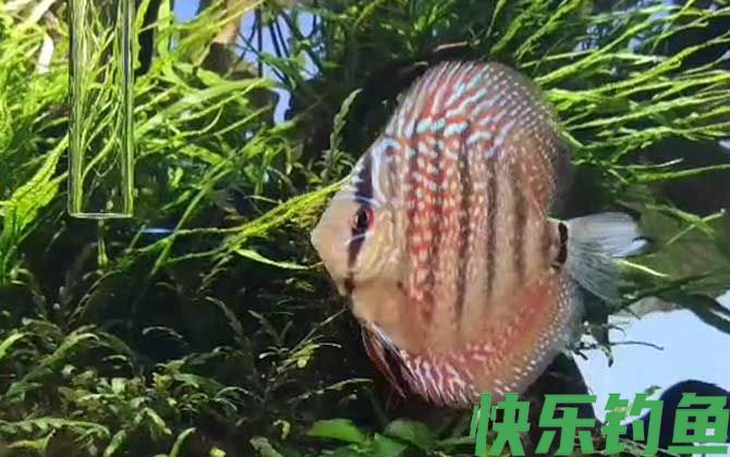 七彩神仙鱼繁殖方法(图2)