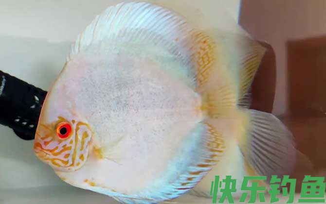 七彩神仙鱼繁殖方法(图3)