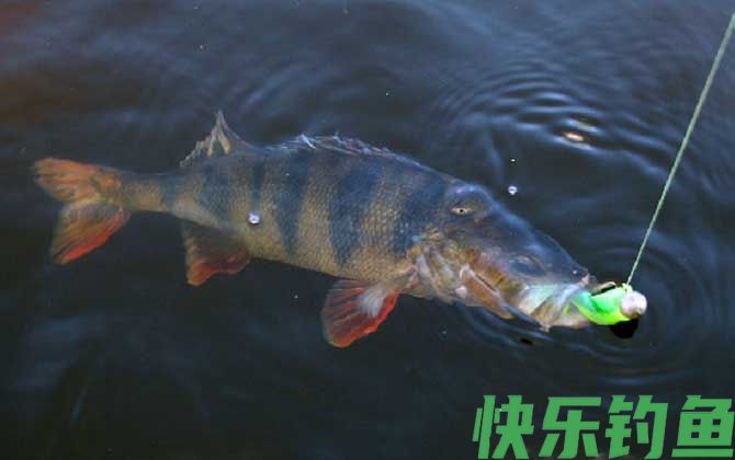 河鲈是什么鱼(图1)