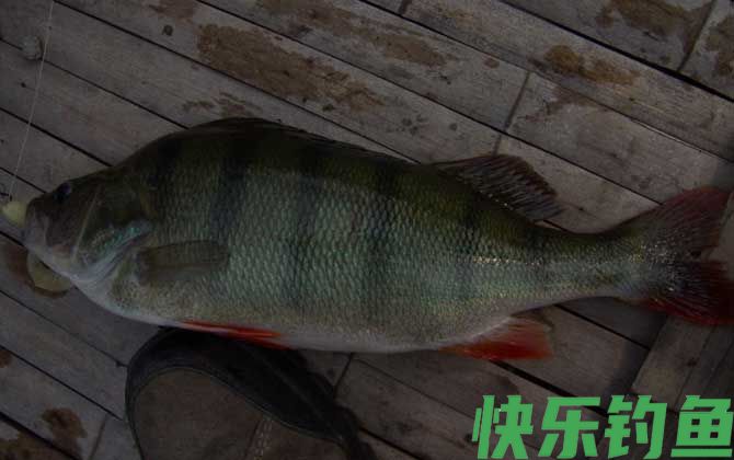 河鲈是什么鱼(图3)
