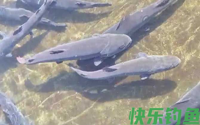 哲罗鲑能吃吗(图2)