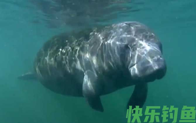 儒艮和海牛的区别(图2)