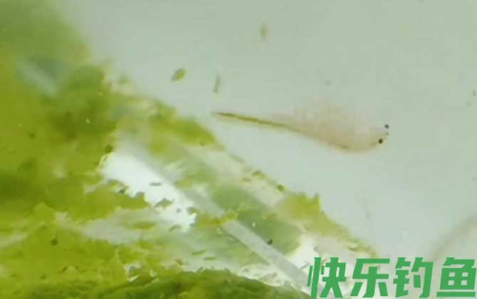 丰年虾喂鱼好不好(图1)
