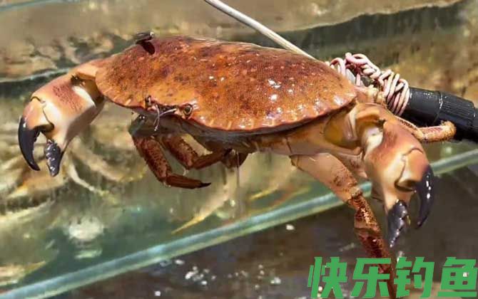 面包蟹怎么区分公母(图2)