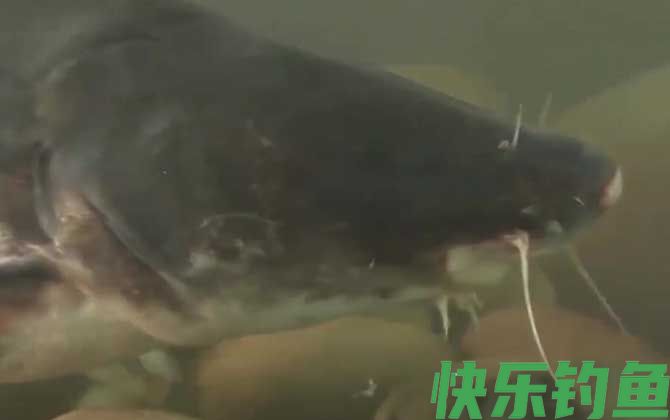 鮰鱼和鲶鱼一样脏吗(图1)