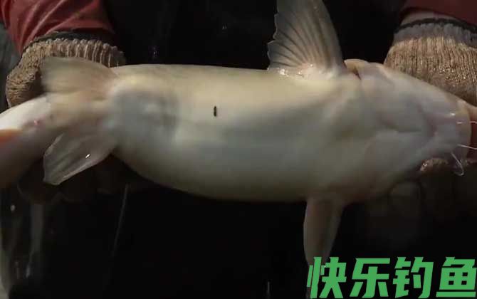 鮰鱼和鲶鱼一样脏吗(图3)