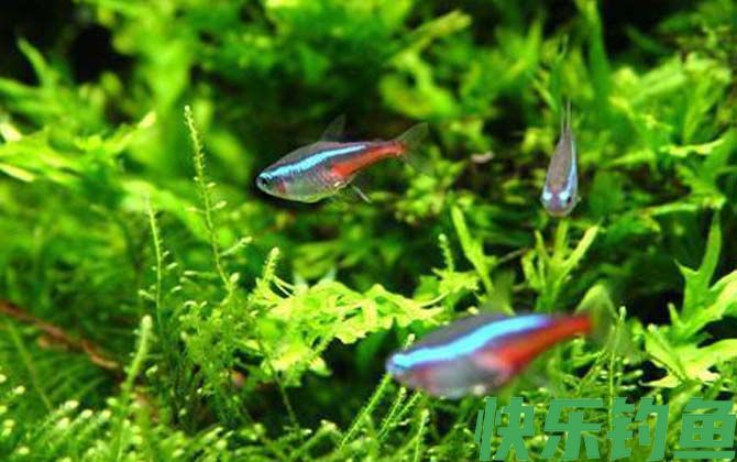 热带鱼水温多少度合适(图3)