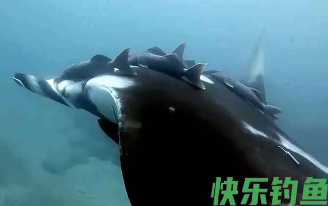 吸盘鱼是什么鱼(图2)