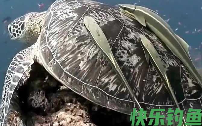 吸盘鱼是什么鱼(图4)