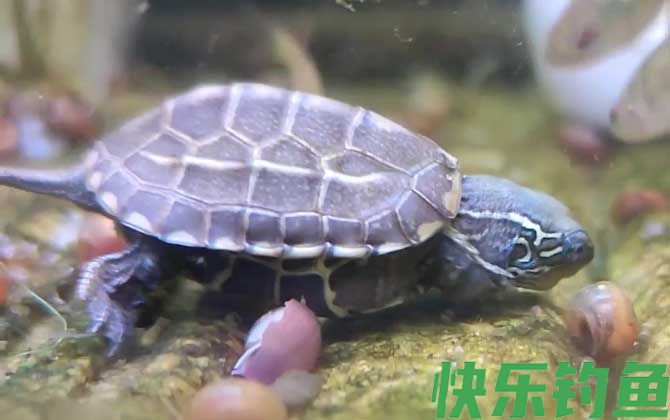 乌龟吃饱了还会继续吃吗(图1)
