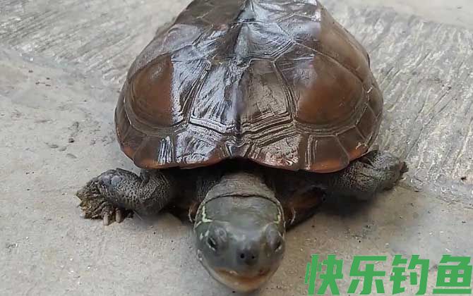 乌龟吃饱了还会继续吃吗(图3)