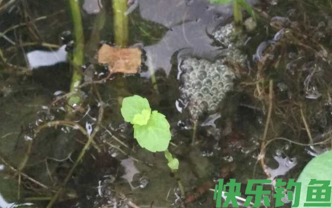 鳝鱼吃什么东西(图1)