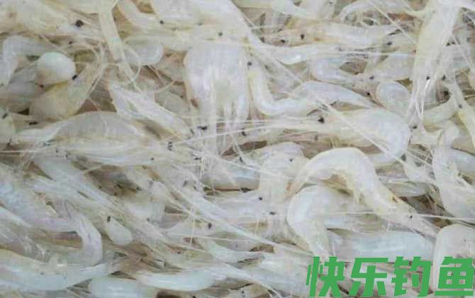 白虾价格多少钱一斤(图1)