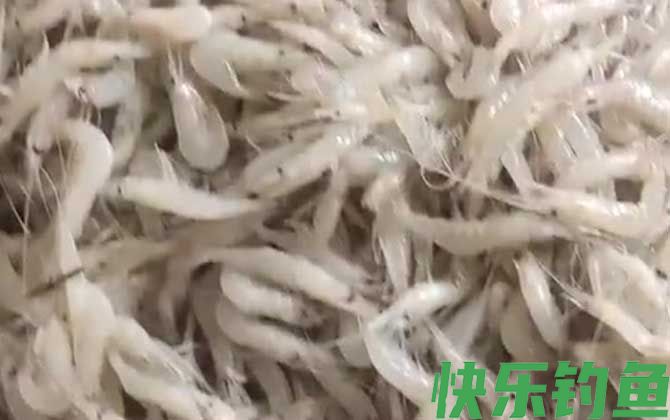 白虾价格多少钱一斤(图3)