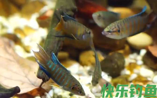 中国斗鱼是什么鱼(图2)