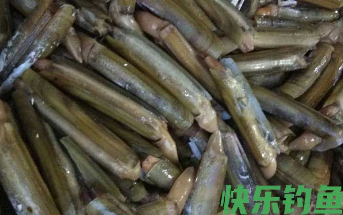 竹蛏是什么动物(图1)