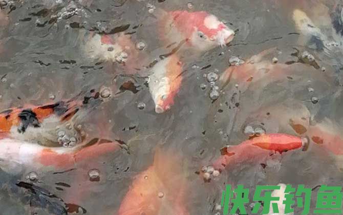 锦鲤买大的还是买小的(图1)