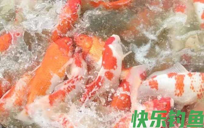 锦鲤买大的还是买小的(图2)