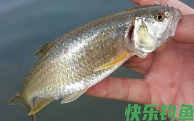 马口鱼很贵吗(图1)