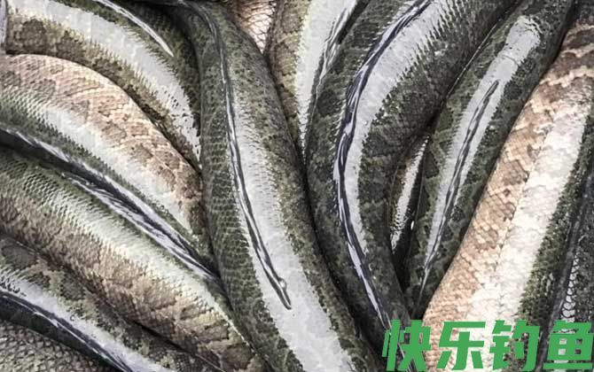 斑鳢是什么鱼(图3)