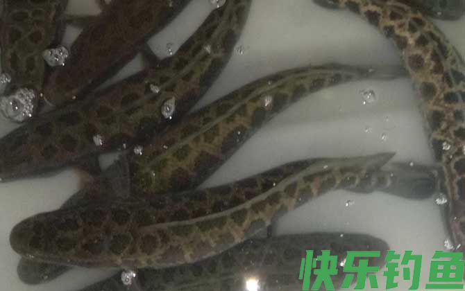 斑鳢是什么鱼(图4)