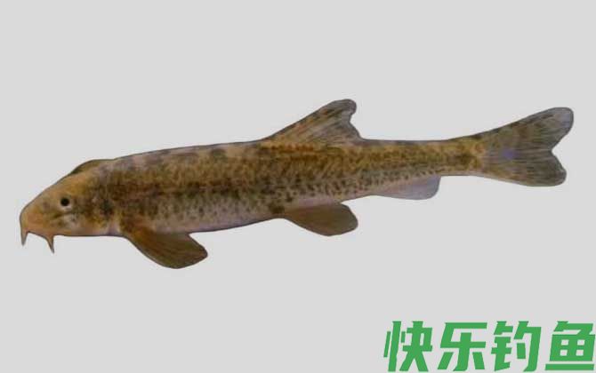 硬刺高原鳅是什么鱼(图1)