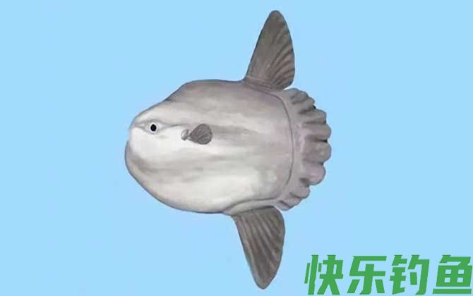 翻车鲀是什么鱼(图2)