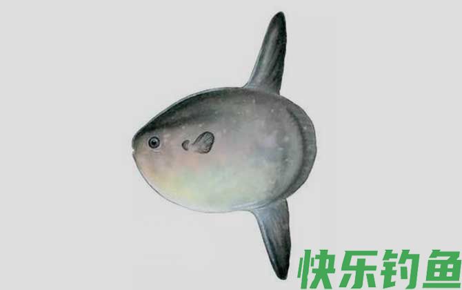 翻车鲀是什么鱼(图1)