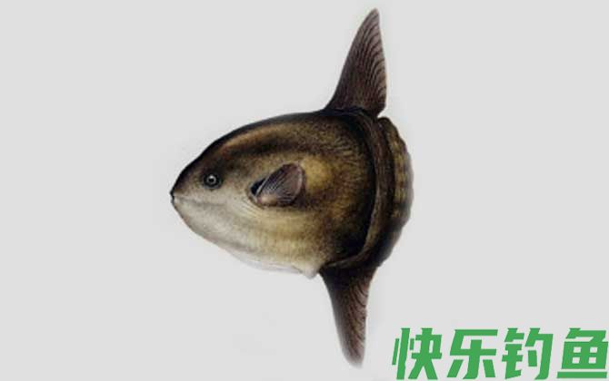 翻车鲀是什么鱼(图3)