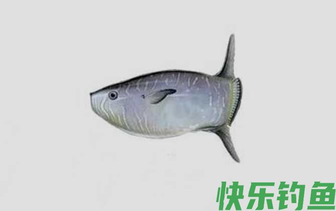 翻车鲀是什么鱼(图4)