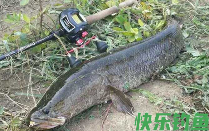 蛇头鱼可以吃吗(图4)