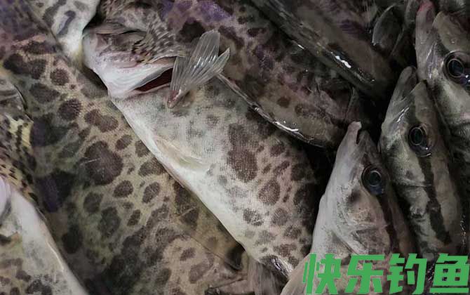 鳜鱼种类及图片大全(图3)