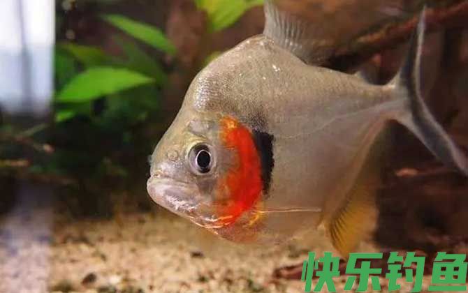 新鱼一般会趴缸几天(图3)