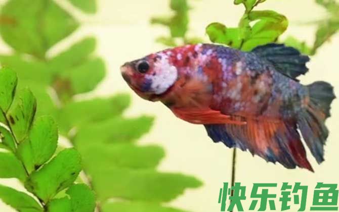 新鱼一般会趴缸几天(图2)