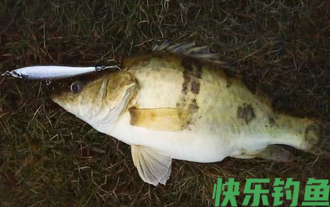 鳜鱼种类及图片大全(图1)